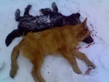 ЗМІ До відстрілу собак підключилися догхантери, серед жертв собак