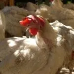 Огляд породи курей шейвер браун і уайт опис, характеристика з фото і відгуками (браун) Огляд породи курей шейвер браун і уайт опис, характеристика з фото і відгуками