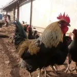 Огляд московської чорної породи курей опис, характеристика, фото і відгуки (опис) Огляд московської чорної породи курей опис, характеристика, фото і відгуки