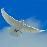 Огляд порід диких голубів опис видів, коротка характеристика і фото (порід) Огляд порід диких голубів опис видів, коротка характеристика і фото