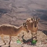 Огляд англо-нубійської породи кіз, відгуки про неї і фото (відгуки) Огляд англо-нубійської породи кіз, відгуки про неї і фото