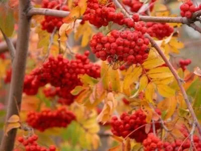 Очищення судин народними засобами як їх почистити (кращі рецепти) (рецепти) Очищення судин народними засобами як їх почистити (кращі рецепти)