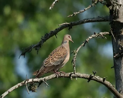 Огляд порід диких голубів опис видів, коротка характеристика і фото (диких) Огляд порід диких голубів опис видів, коротка характеристика і фото