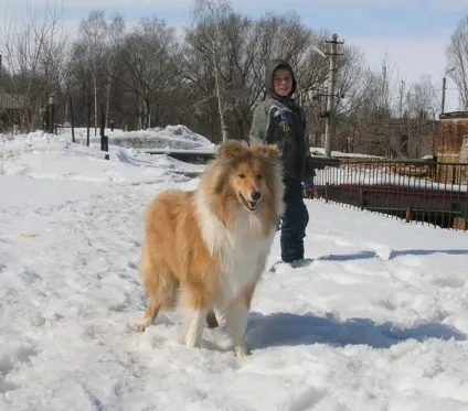 Взуття для собак