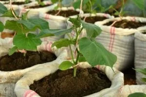 Огірки в мішках вирощування покроковий опис (мішках) Огірки в мішках вирощування покроковий опис