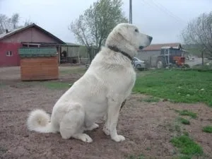 Опис породи собак акбаш