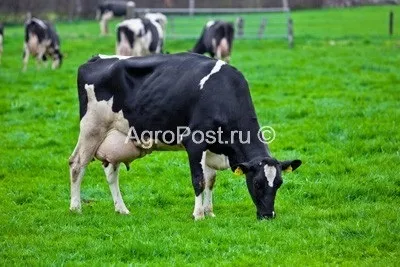 Організація пасовищ і пасовищне утримання ВРХ в літній період (річний) Організація пасовищ і пасовищне утримання ВРХ в літній період