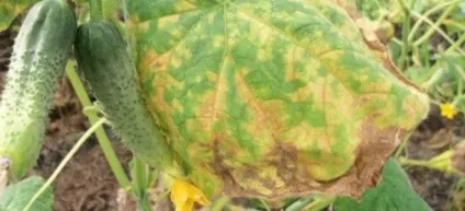 Огірки - хвороби і боротьба з ними