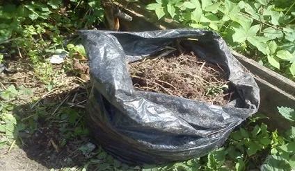 Огірки в мішках вирощування покроково (догляд) Огірки в мішках вирощування покроково