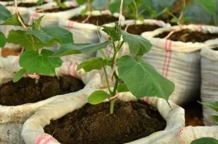 Огірки в мішках вирощування покроково (розсада) Огірки в мішках вирощування покроково