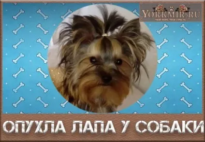 Опухла лапа у собаки, причини пухлини, що робити (лапа) Опухла лапа у собаки, причини пухлини, що робити
