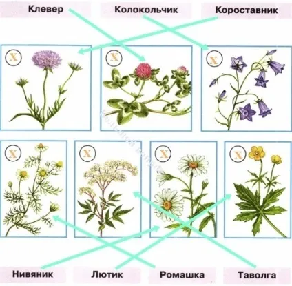 Навколишній світ 1 клас в чому подібність, а в чому відмінність ромашки і ромену (ромашка і ромен) Навколишній світ 1 клас в чому подібність, а в чому відмінність ромашки і ромену