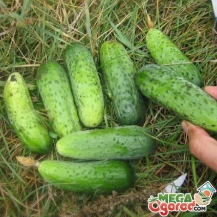 Огірок пальчик особливості сорту, вирощування і догляд (з'явилися перші сходи) Огірок пальчик особливості сорту, вирощування і догляд