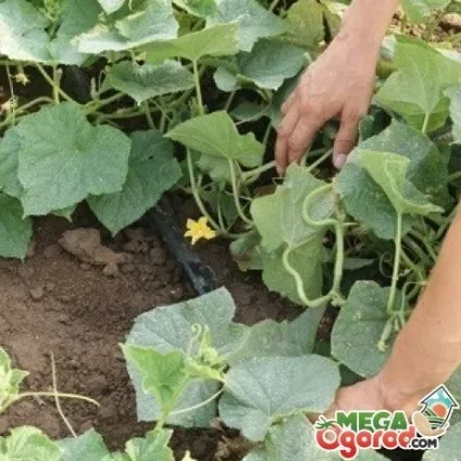 Огірок пальчик особливості сорту, вирощування і догляд (огірок пальчик) Огірок пальчик особливості сорту, вирощування і догляд