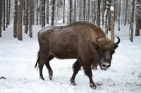 Орловська область, Україна - відпочинок, екскурсії, відгуки, пам'ятки орловської області, (відгуки про орловської області) Орловська область, Україна - відпочинок, екскурсії, відгуки, пам'ятки орловської області,