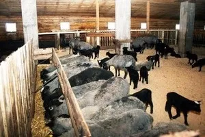 Особливості розведення овець для початківців підготовка, догляд в домашніх умовах, поради