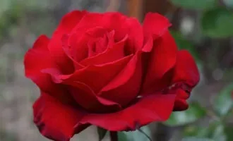 Про троянді, види, сорти, розмноження, догляд, троянди в інтер'єрі (догляд) Про троянді, види, сорти, розмноження, догляд, троянди в інтер'єрі
