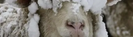 Про вовни