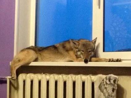 Про зміст вовка