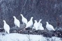 мисливська дріб