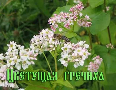 Від гречки тільки користь і ніякої шкоди - дієта і рецепти, лікування в домашніх умовах (гречки) Від гречки тільки користь і ніякої шкоди - дієта і рецепти, лікування в домашніх умовах