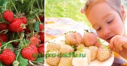 Відмінності полуниці від садової суниці