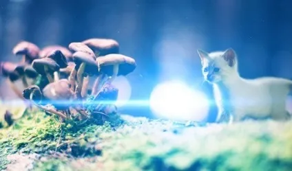 Отруєння у кішок симптоми і лікування - муркоте про кішок і котів (лікування) Отруєння у кішок симптоми і лікування - муркоте про кішок і котів