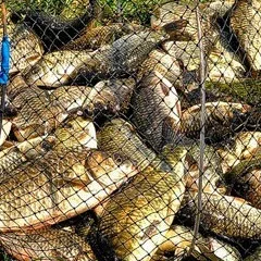 Пелетс на коропа що це таке і як застосовувати (коропа) Пелетс на коропа що це таке і як застосовувати