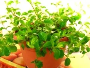 Пеперомия догляд в домашніх умовах полив пересадка і розмноження (пеперомия) Пеперомия догляд в домашніх умовах полив пересадка і розмноження