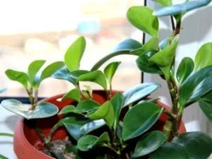 Пеперомия догляд в домашніх умовах полив пересадка і розмноження (догляд) Пеперомия догляд в домашніх умовах полив пересадка і розмноження