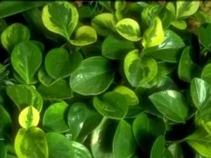 Пеперомия догляд в домашніх умовах полив пересадка і розмноження (домашніх) Пеперомия догляд в домашніх умовах полив пересадка і розмноження