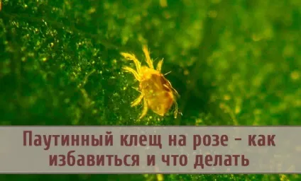 Павутинний кліщ на троянді - як позбутися і що робити (павутинний) Павутинний кліщ на троянді - як позбутися і що робити