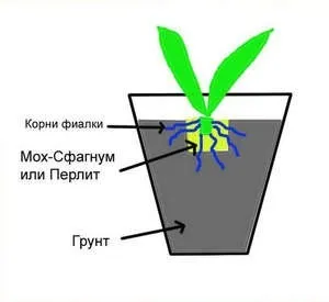 Пересадка фіалки - тонкощі для успішного приживання (можна пересаджувати фіалку) Пересадка фіалки - тонкощі для успішного приживання