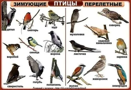 Перельоти і кочівлі птахів