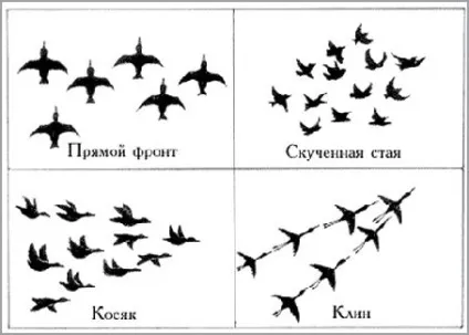 Перельоти і кочівлі птахів