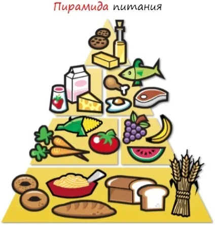 піраміда харчування