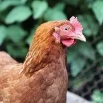 Чому і що робити якщо погано несуться кури (велика кількість птахів) Чому і що робити якщо погано несуться кури