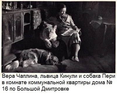 Чому дикий звір, що виріс в квартирі, нападає на господаря (господаря) Чому дикий звір, що виріс в квартирі, нападає на господаря