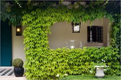 Плющ кімнатний прикмети і забобони (прикмети) Плющ кімнатний прикмети і забобони