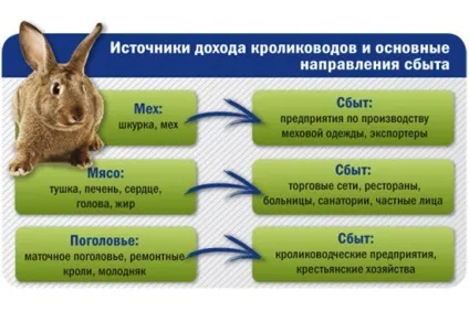 План з кролівництва з чого почати, успішний план кролікоферм (кролівництва) План з кролівництва з чого почати, успішний план кролікоферм