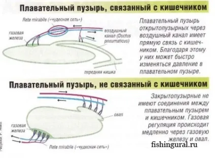 Плавальний міхур у риб
