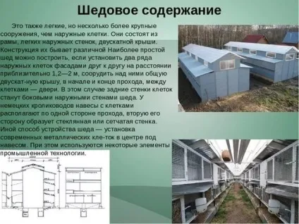 План з кролівництва з чого почати, успішний план кролікоферм (чого) План з кролівництва з чого почати, успішний план кролікоферм