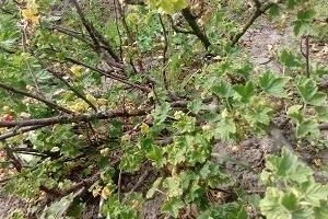 Чому засихає смородина, причини, що робити (чому) Чому засихає смородина, причини, що робити