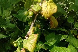 Чому засихає смородина, причини, що робити (робити) Чому засихає смородина, причини, що робити