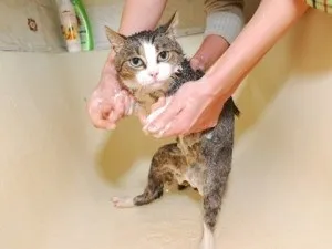 Чому кішки бояться води