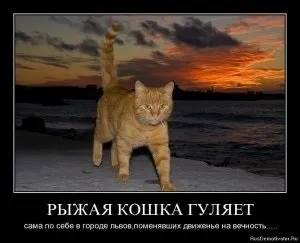Чому кішка весь час нявкає, котячий помічник (котячий) Чому кішка весь час нявкає, котячий помічник