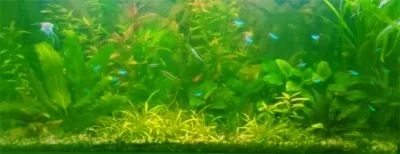 Чому в акваріумі зеленіє вода і як з цим боротися (акваріумі) Чому в акваріумі зеленіє вода і як з цим боротися