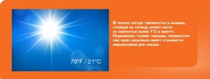 Чому не можна залишати собаку в машині (протягом декількох хвилин) Чому не можна залишати собаку в машині