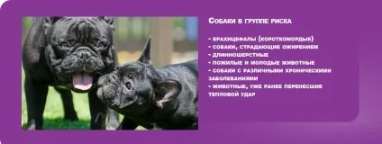 Чому не можна залишати собаку в машині (собаку) Чому не можна залишати собаку в машині