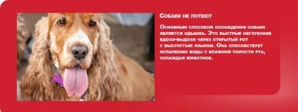 Чому не можна залишати собаку в машині (машині) Чому не можна залишати собаку в машині
